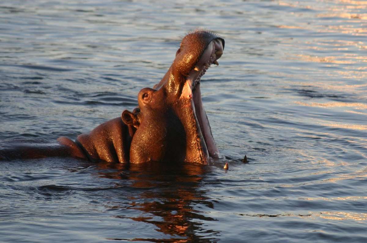 Deux hippopotames dans l'eau, l'un émergeant avec la gueule ouverte, le soleil reflétant sur la surface Deux hippopotames dans l'eau, l'un émergeant avec la gueule ouverte, le soleil reflétant sur la surface
